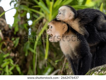 A Capuchin monkey baring its teeth being protective because it is carrying its baby on its back in the forest in trees in Manuel Antonio, Costa Rica
