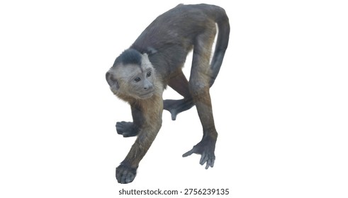 Capuchin monkey bending down, curious and looking toward the camera in a studio setting isolated on white background with clipping path.