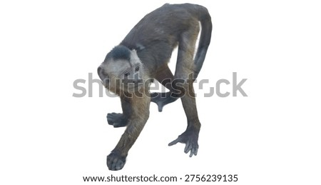 Capuchin monkey bending down, curious and looking toward the camera in a studio setting isolated on white background with clipping path.