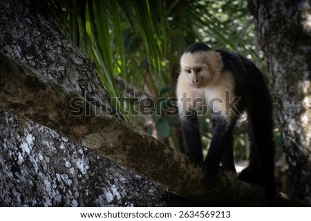 Capuchin monkey carefully walking on a tree branch in its natural rainforest environment