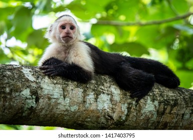 Capuchin Monkey (cebinae, A New World Monkey) Laying In The Tree. Photo Taken At Cahuita National Park, Costa Rica. 