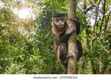 Capuchin monkey ( Cebus apella) in the tree in Poços de Caldas, Minas Gerais, Brazil.