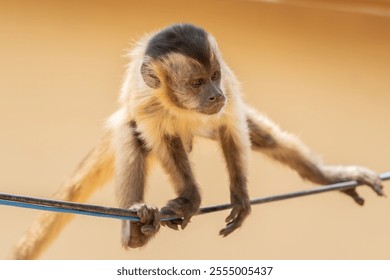 Capuchin monkey climbing along a wire in the Pantanal Brazil.