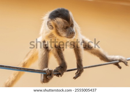 Capuchin monkey climbing along a wire in the Pantanal Brazil.