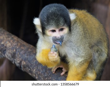 Capuchin monkey eating berries and fruit - Powered by Shutterstock