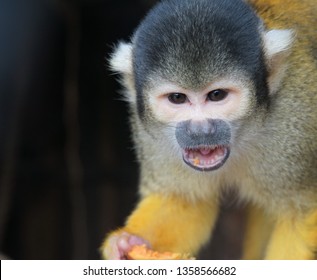 Capuchin monkey eating berries and fruit - Powered by Shutterstock