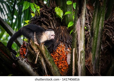 Capuchin monkey eating berries from the tree. Photo taken at cahuita national park, Costa Rica.  - Powered by Shutterstock