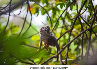 Capuchin monkey female carrying her cub - Shutterstock ID 1634538019