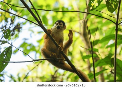 A capuchin monkey hangs from a tree in the Costa Rican jungle in Corcovado National Park
