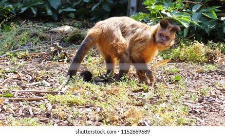 Capuchin Monkey Looking Sadly Human Face
Cebinae