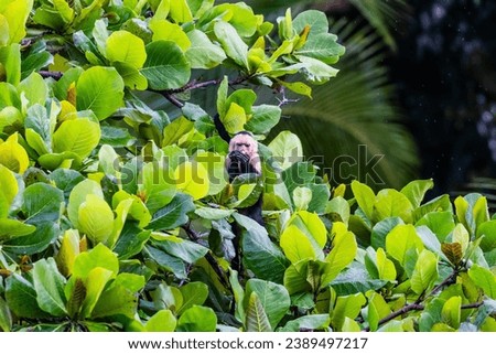 Capuchin Monkey Manuel Antonio Costa Rica