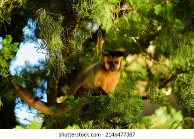 Capuchin Monkey In The Middle Of The Bush