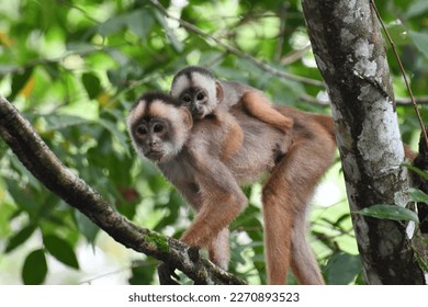 Capuchin monkey mother carrying her baby. - Powered by Shutterstock