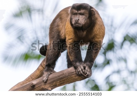 Capuchin Monkey Perched on Branch. A captivating portrait of a capuchin monkey perched on a branch.