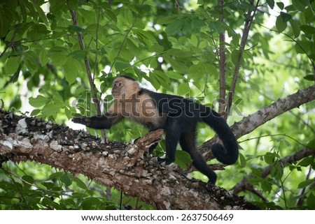 A capuchin monkey perched on a tree branch surrounded by lush green leaves in a tropical forest.
