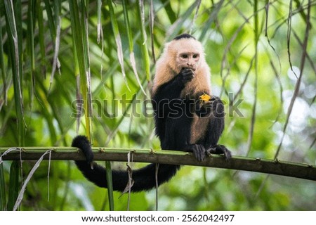 A capuchin monkey perching on tree