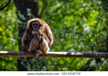 Capuchin monkey posing as the thinker sitting on a branch