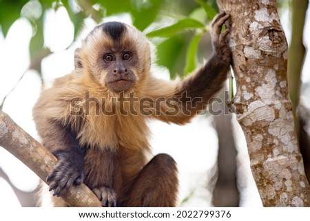 Capuchin monkey (Simia apella), on the branch of the tree holding it with the hands and looking to the side. Alone