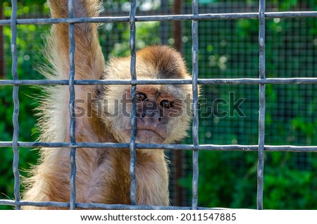 A capuchin monkey is sitting behind bars in a zoo.