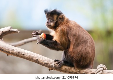 capuchin monkey sitting on a tree branch eating an apple