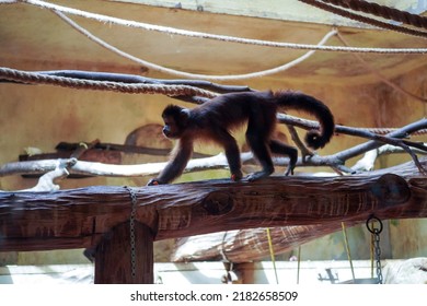 Capuchin Monkey Taking A Walk On A Branch Of A Tree Belongs To The Subfamily Cebinae