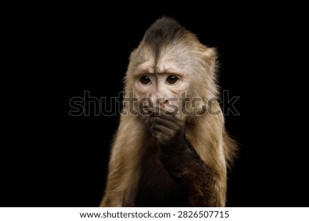 Capuchin monkey thinking with hand near mouth and furrowed brow resembling human expression isolated on black background