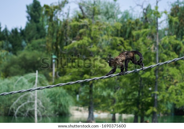 Capuchin monkey walking on a rope over a lake with\
trees behind