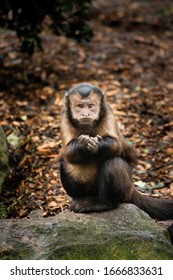 Capuchin Monkey. Wild Animal In Jungle Rainforest Environment. South America Exotic Wildlife. Sapajus Apella Capuchin Monkey Primate Mammal. Tufted Capuchin Amazon Rainforest Animal. Cute Brown Monkey