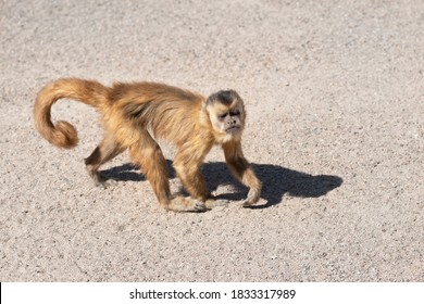 Capuchin Monkey In Zoo Close Up. The Capuchin Monkeys Are New World Monkeys Of The Subfamily Cebinae.