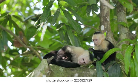 a capuchin monkeys lays down for another to pick lice at manuel antonio national park in costa rica