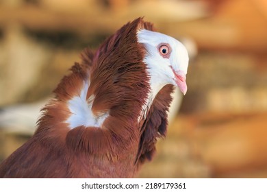 Capuchin Red Pigeon - Rare Breed Dove