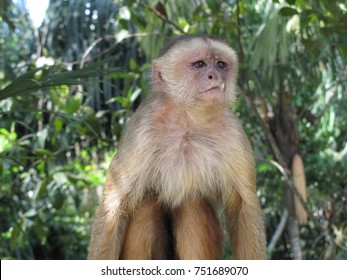 The Capuchins Are New World Monkeys Of The Cebidae  Family. Amazonas, Brazil