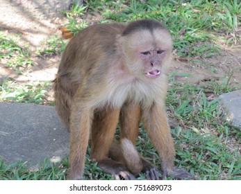 The Capuchins Are New World Monkeys Of The Cebidae  Family. Amazonas, Brazil