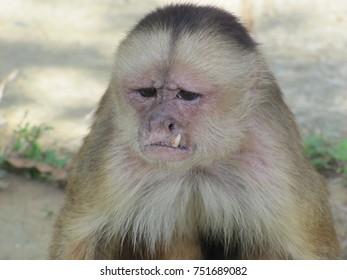 The Capuchins Are New World Monkeys Of The Cebidae  Family. Amazon, Brazil