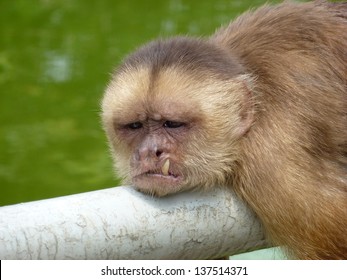 The Capuchins Are New World Monkeys Of The Subfamily Cebinae. Amazon Rainforest, Brazil