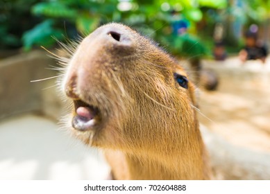 Capybara Imágenes, Fotos Y Vectores De Stock | Shutterstock