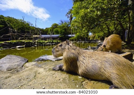 Capybara