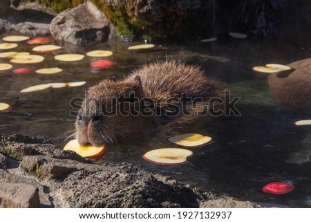 Capybara, animals, zoo taking an open-air bath