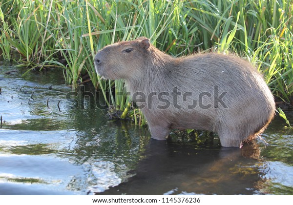 Capybara Beaver Known Argentina Carpincho Stock Photo Edit Now 1145376236