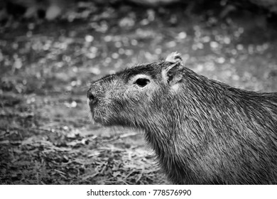 Capybara Black White Stock Photo 778576990 | Shutterstock