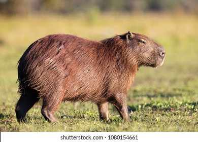 Capybara in Brasil Pantanal. - Shutterstock ID 1080154661