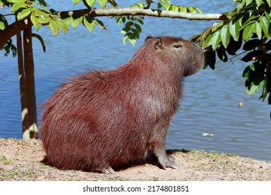 Capybara closeup at the edge of water with vegetation around. Sao Paulo state, Brazil