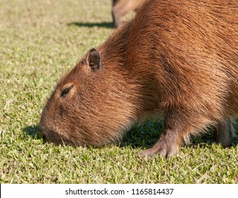 capybara eating grass