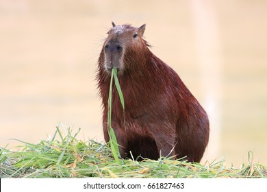 capybara eating grass