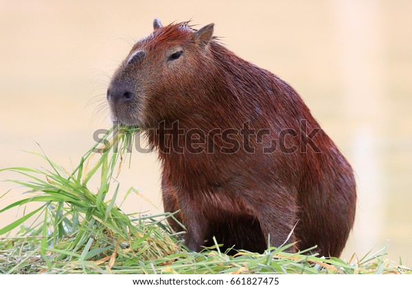 capybara eating grass