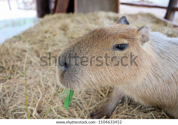 capybara eating grass