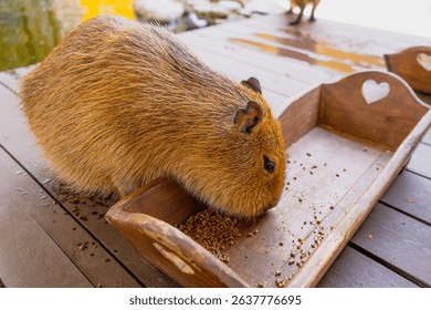 Capybara eats food from a feeder.