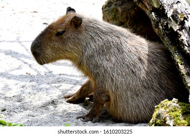 A Capybara Is Enjoying The Sun