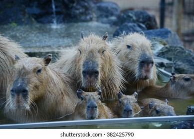 カピバラ 温泉 の写真素材 画像 写真 Shutterstock