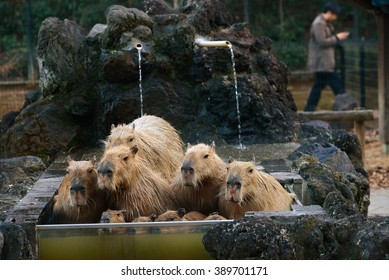 カピバラ 温泉 の写真素材 画像 写真 Shutterstock